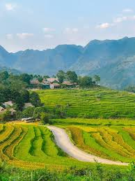 Golden Harvest Season Special